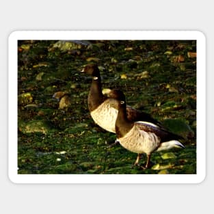 BRENT GEESE ON ALGAL SHORE Sticker